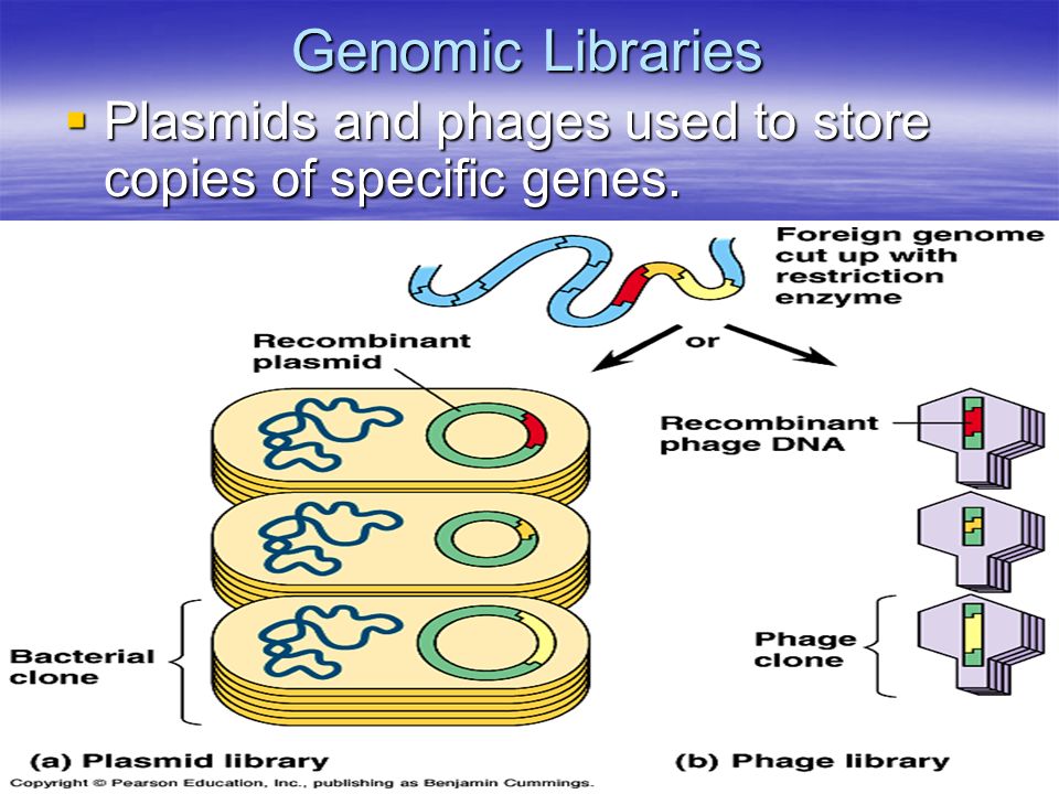 Genomic Libraries  Plasmids and phages used to store copies of specific genes.