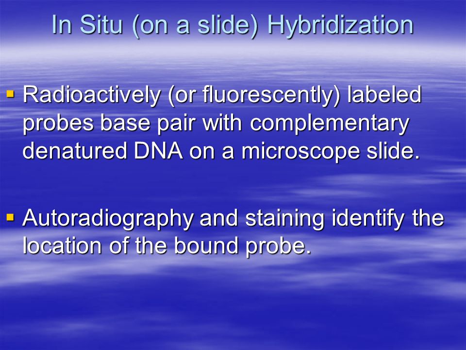 In Situ (on a slide) Hybridization  Radioactively (or fluorescently) labeled probes base pair with complementary denatured DNA on a microscope slide.