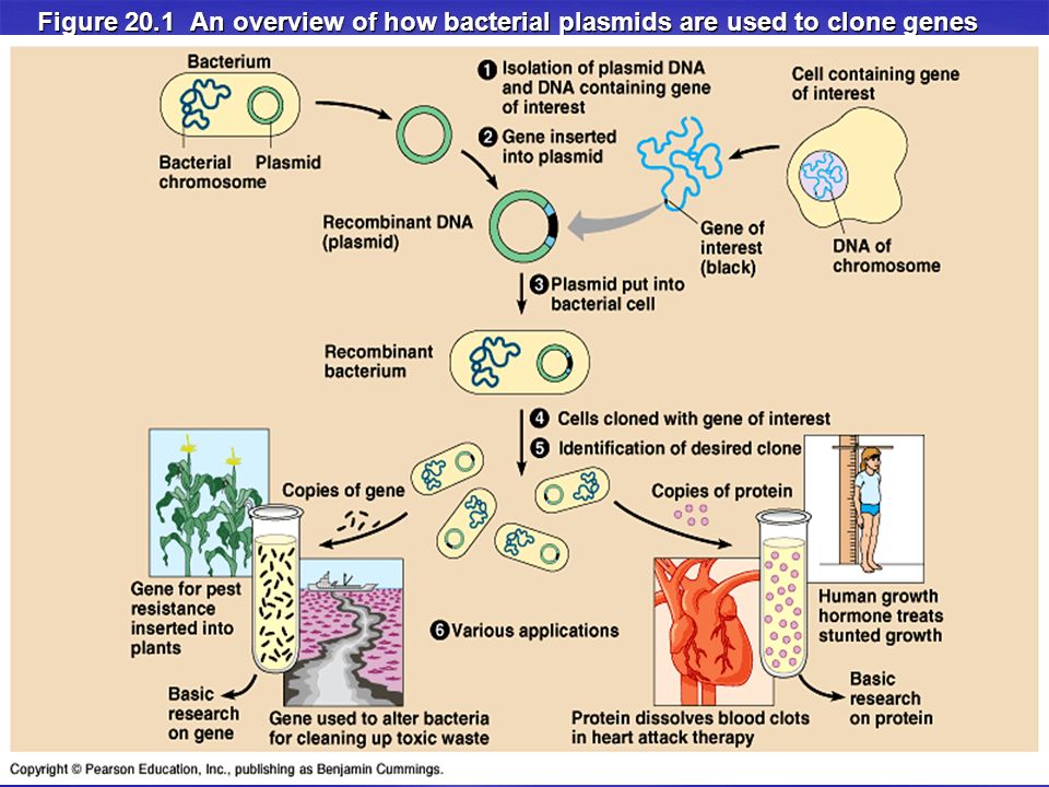 Figure 20.1 An overview of how bacterial plasmids are used to clone genes