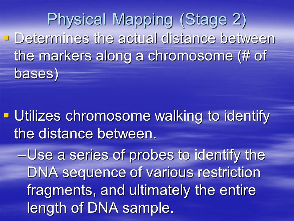 Physical Mapping (Stage 2)  Determines the actual distance between the markers along a chromosome (# of bases)  Utilizes chromosome walking to identify the distance between.