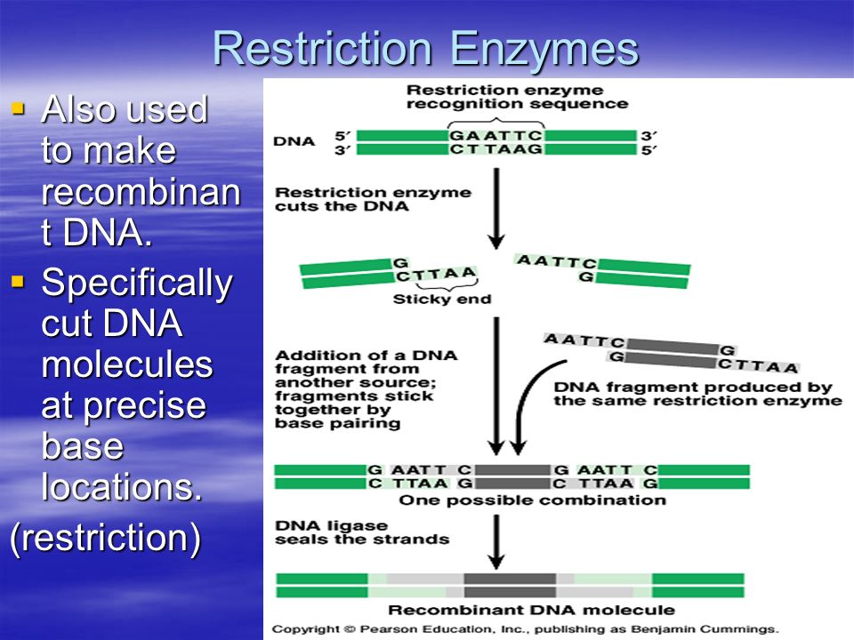 Restriction Enzymes  Also used to make recombinan t DNA.