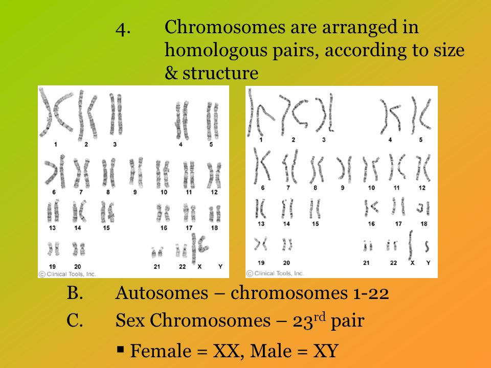 4.Chromosomes are arranged in homologous pairs, according to size & structure B.Autosomes – chromosomes 1-22 C.Sex Chromosomes – 23 rd pair  Female = XX, Male = XY