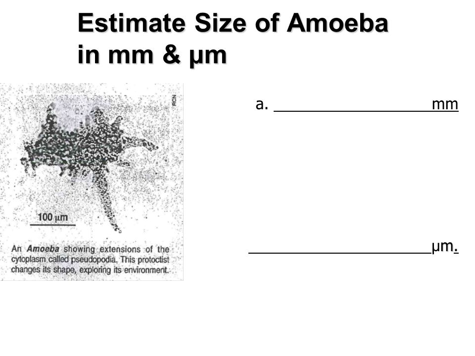 What is the relative size of an amoeba?