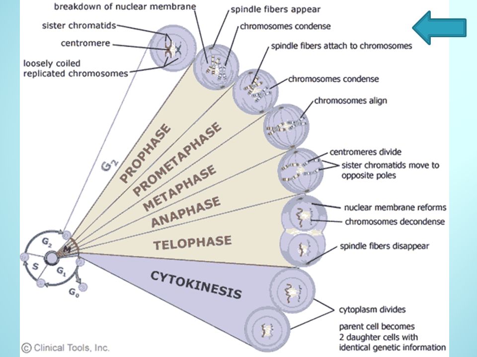 metaphase,polymerase prophase metaphase 1. 2. mitosis start anaphase telophase 3. 4.