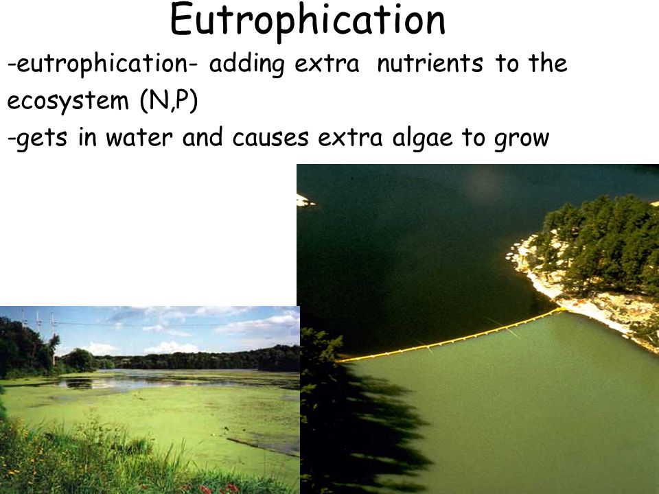 Eutrophication -eutrophication- adding extra nutrients to the ecosystem (N,P) -gets in water and causes extra algae to grow