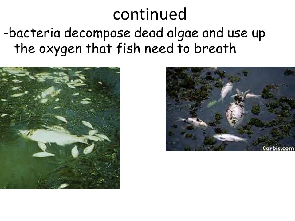 continued -bacteria decompose dead algae and use up the oxygen that fish need to breath