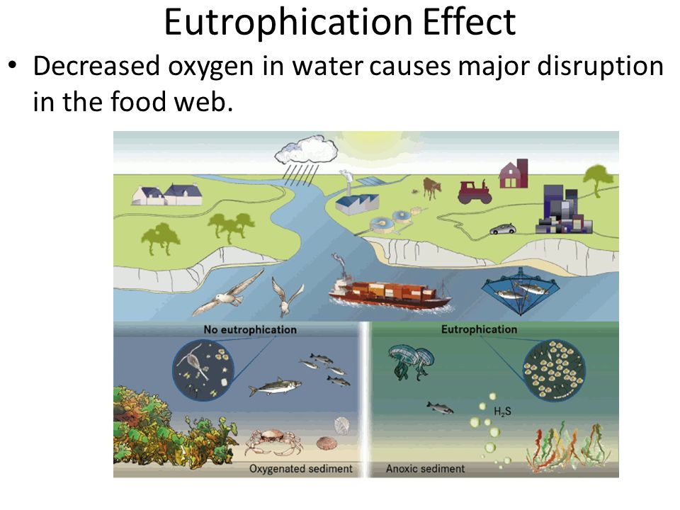 Eutrophication Effect Decreased oxygen in water causes major disruption in the food web.