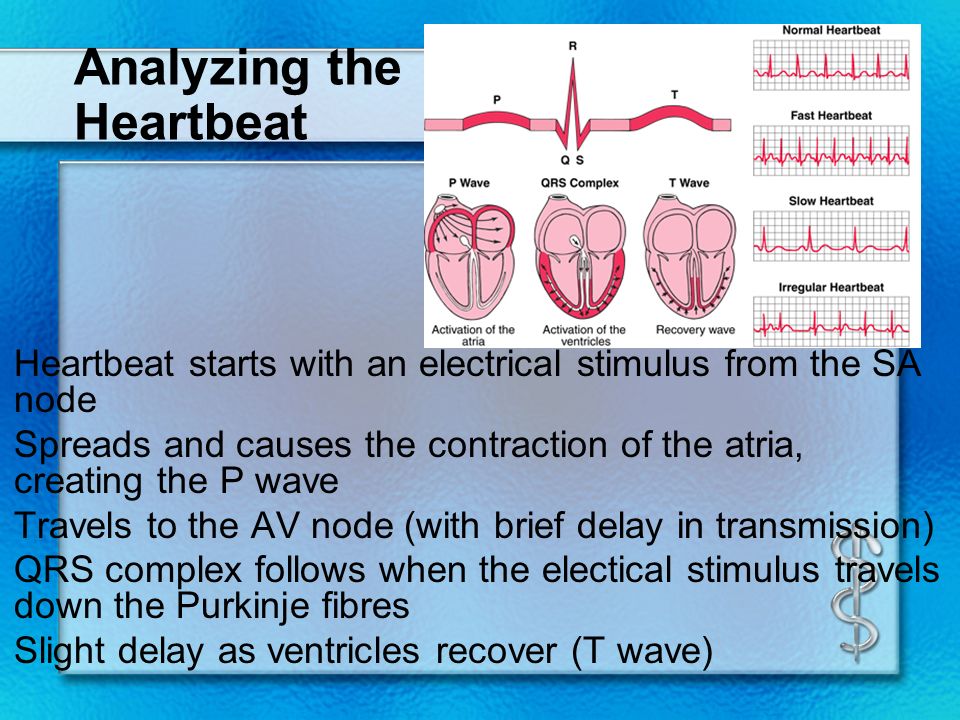 Regulation of Heart Rhythm Heartbeat initiated in the sinoatrial node, which is a mass of nerve and muscle cells.