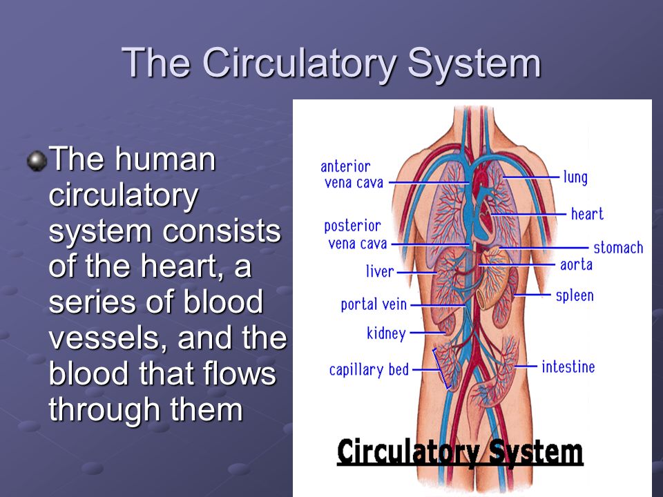 The human circulatory system consists of the heart, a series of blood vessels, and the blood that flows through them