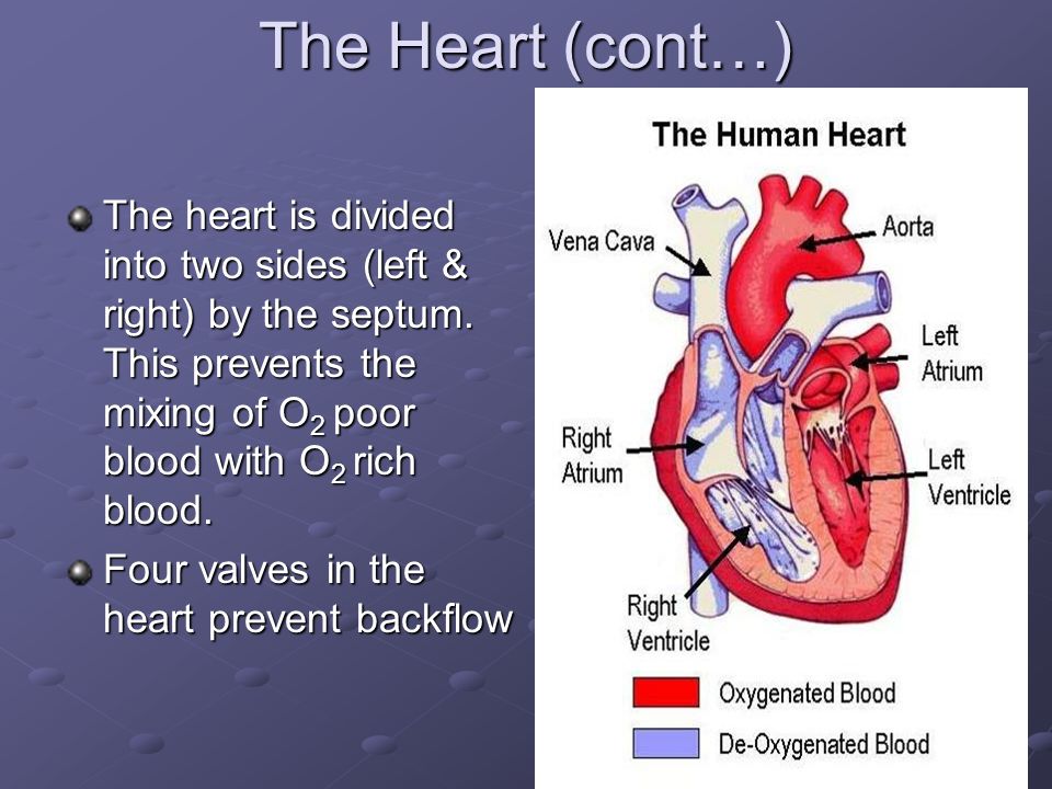 The Heart (cont…) The heart is divided into two sides (left & right) by the septum.
