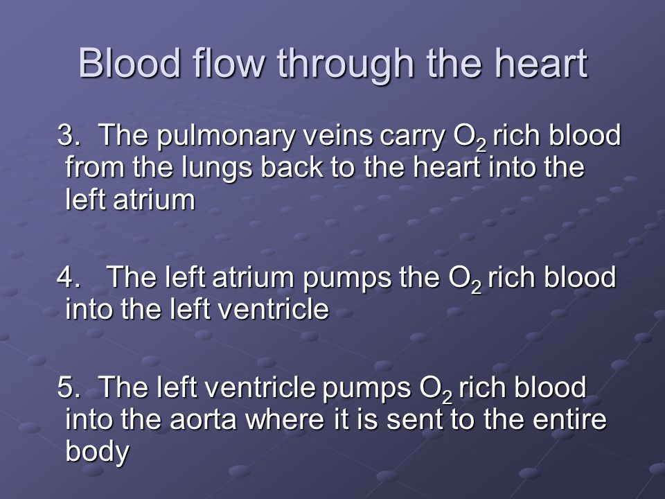 Blood flow through the heart 3.