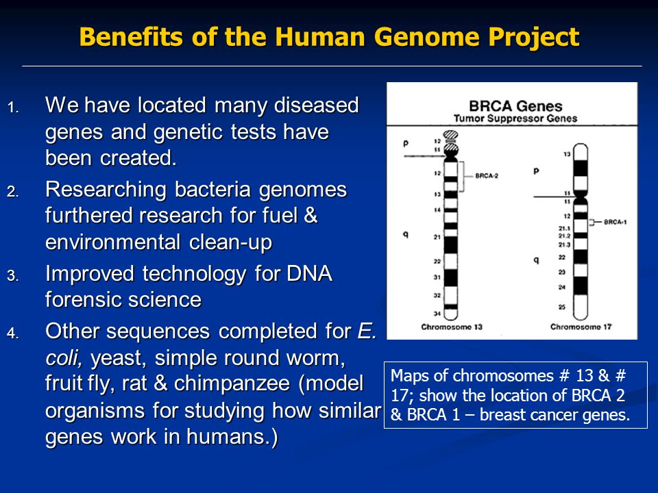 human genome project stem cells and cloning human genome project a what is the human genome project