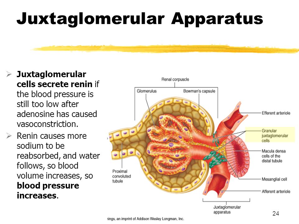 juxtaglomerular apparatus