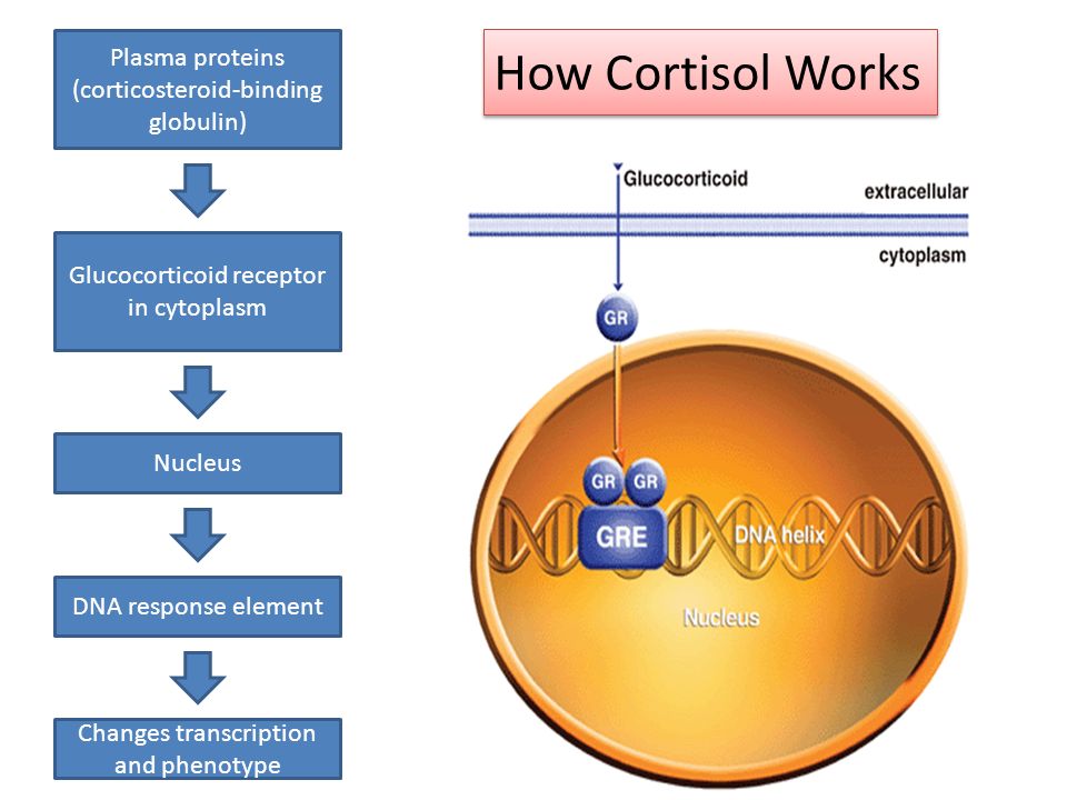 hormones that affect blood sugar and stress diana pham anny tang how cortisol works