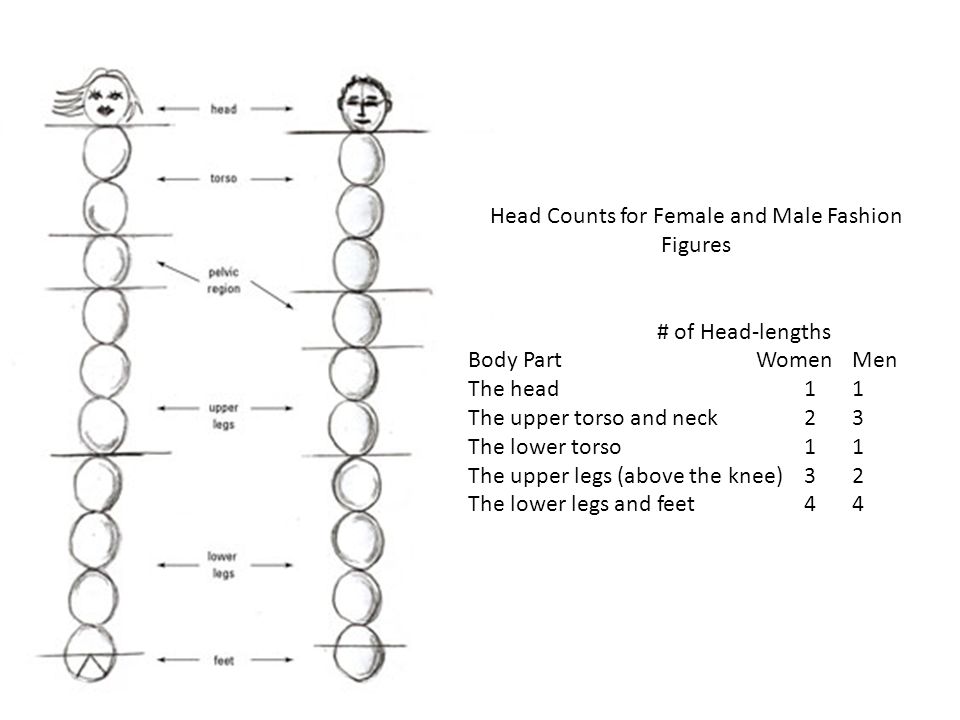 Head Counts for Female and Male Fashion Figures # of Head-lengths Body PartWomenMen The head11 The upper torso and neck23 The lower torso11 The upper legs (above the knee)32 The lower legs and feet44