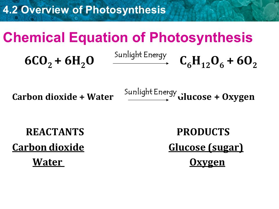 12 Write Out The Chemical Equation For Photosynthesis Identify 13 1 Ecologists Study Relationships Photosynthesis Ppt Download 12 Respiration Write The Chemical Equation