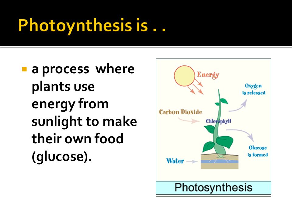  a process where plants use energy from sunlight to make their own food (glucose).