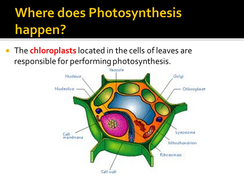  The chloroplasts located in the cells of leaves are responsible for performing photosynthesis.