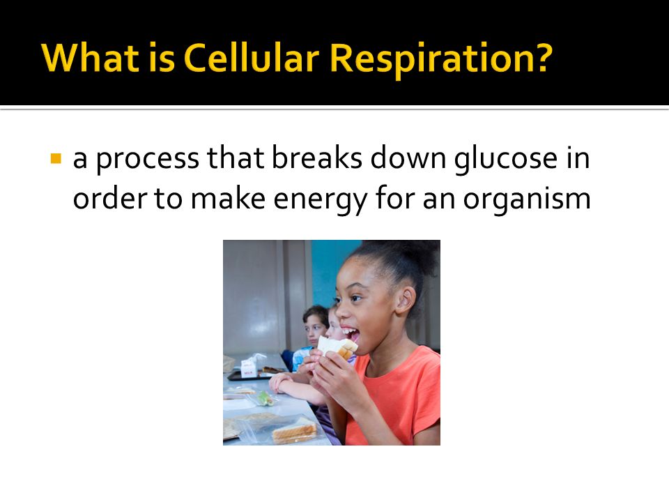  a process that breaks down glucose in order to make energy for an organism