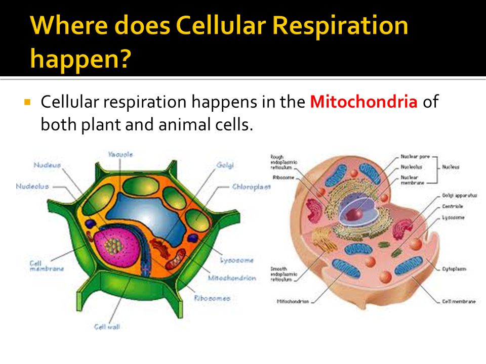  Cellular respiration happens in the Mitochondria of both plant and animal cells.
