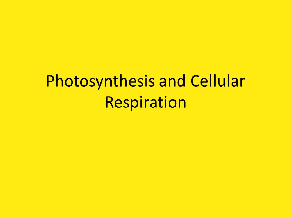 Photosynthesis and Cellular Respiration
