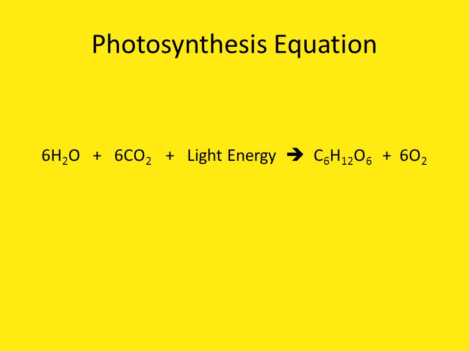 Photosynthesis Equation 6H 2 O + 6CO 2 + Light Energy  C 6 H 12 O 6 + 6O 2