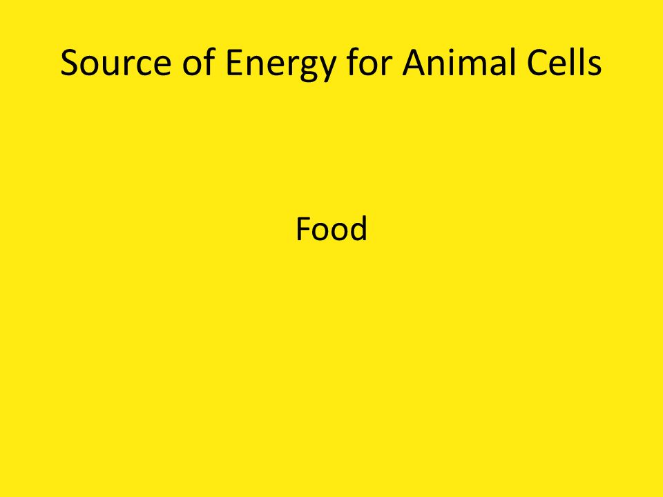 Source of Energy for Animal Cells Food