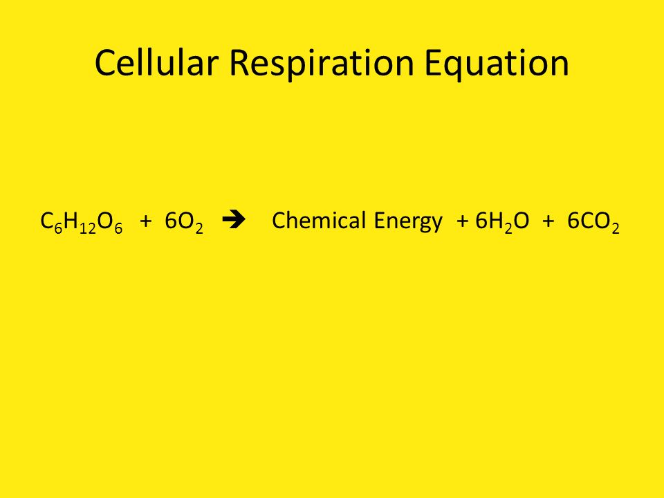 Cellular Respiration Equation C 6 H 12 O 6 + 6O 2  Chemical Energy + 6H 2 O + 6CO 2