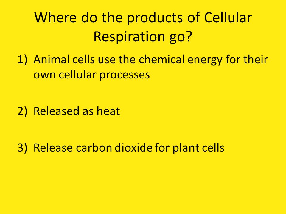 Where do the products of Cellular Respiration go.