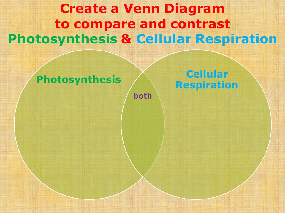Cellular Respiration Its How Our Cells Release Energy From Food 13 Create A Venn Diagram To Compare And Contrast Photosynthesis Cellular Respiration