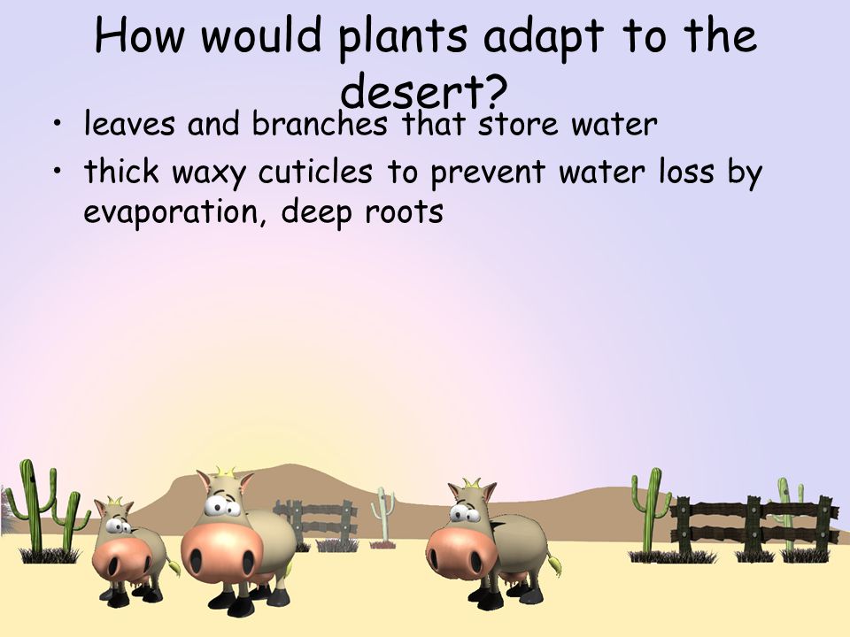 How would plants adapt to the desert.