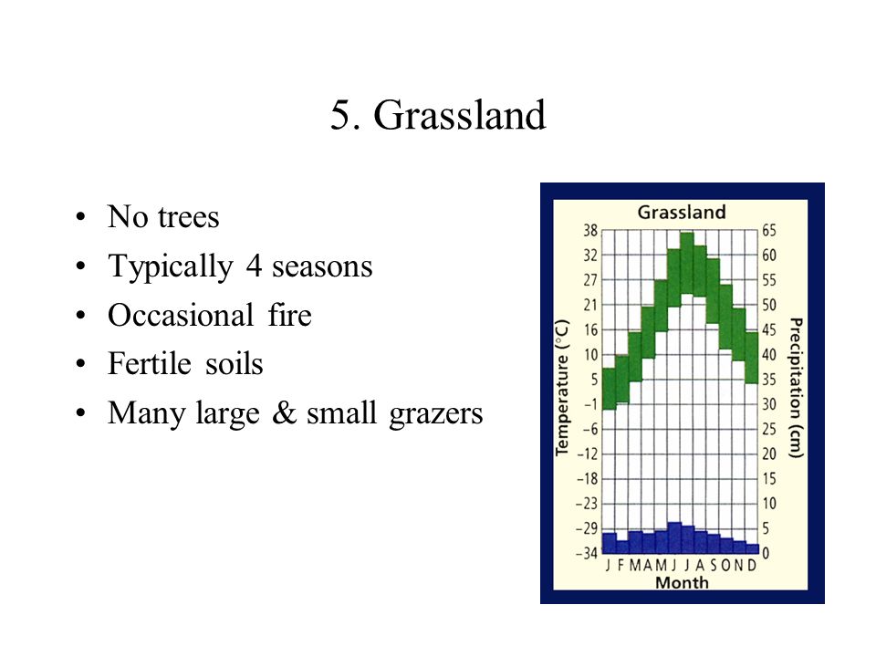 5. Grassland No trees Typically 4 seasons Occasional fire Fertile soils Many large & small grazers
