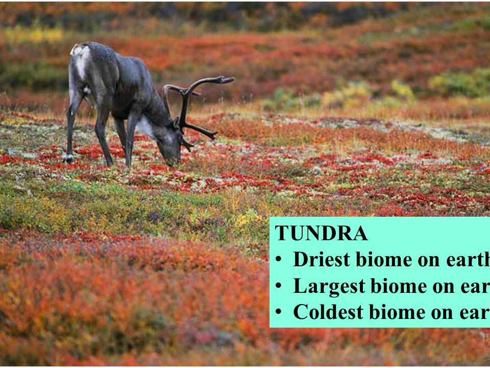 TUNDRA Driest biome on earth Largest biome on earth Coldest biome on earth