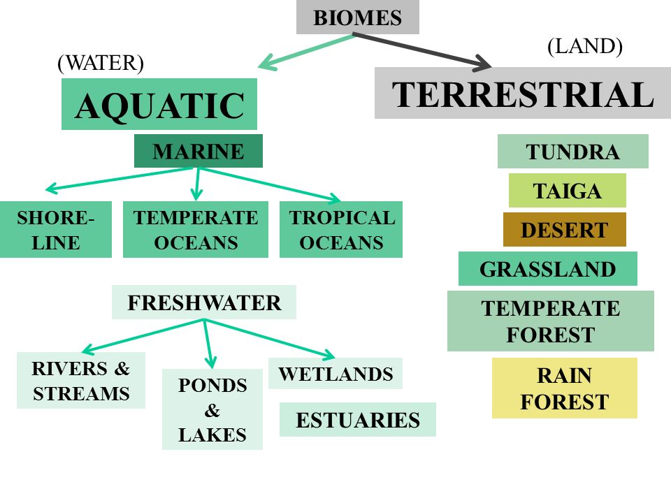 BIOMES TUNDRA GRASSLAND DESERT TAIGA TEMPERATE FOREST RAIN FOREST AQUATIC TERRESTRIAL MARINE ESTUARIES FRESHWATER SHORE- LINE TEMPERATE OCEANS TROPICAL OCEANS RIVERS & STREAMS PONDS & LAKES WETLANDS (WATER) (LAND)