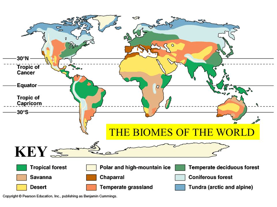 THE BIOMES OF THE WORLD KEY