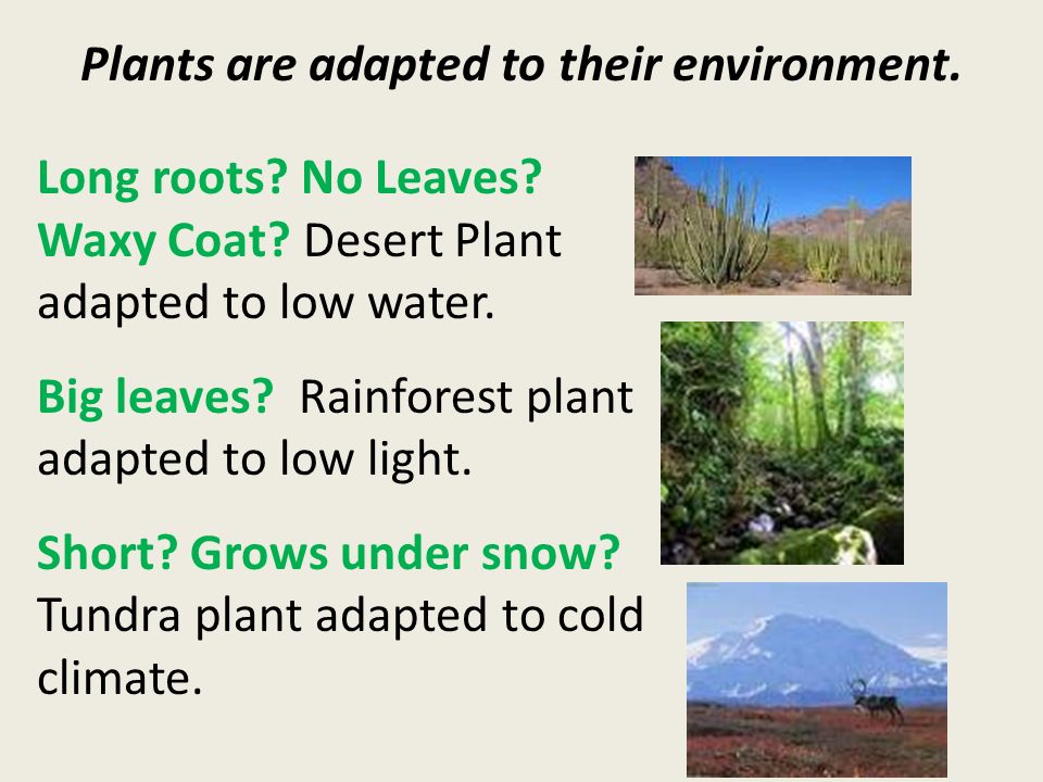 Plants are adapted to their environment. Long roots.