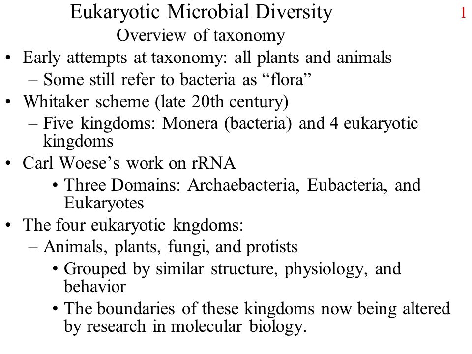 1 Eukaryotic Microbial Diversity Overview of taxonomy Early attempts at taxonomy: all plants and animals –Some still refer to bacteria as flora Whitaker scheme (late 20th century) –Five kingdoms: Monera (bacteria) and 4 eukaryotic kingdoms Carl Woese’s work on rRNA Three Domains: Archaebacteria, Eubacteria, and Eukaryotes The four eukaryotic kngdoms: –Animals, plants, fungi, and protists Grouped by similar structure, physiology, and behavior The boundaries of these kingdoms now being altered by research in molecular biology.
