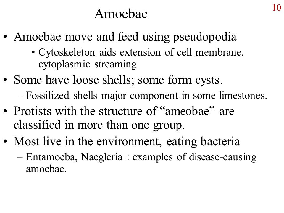 10 Amoebae Amoebae move and feed using pseudopodia Cytoskeleton aids extension of cell membrane, cytoplasmic streaming.