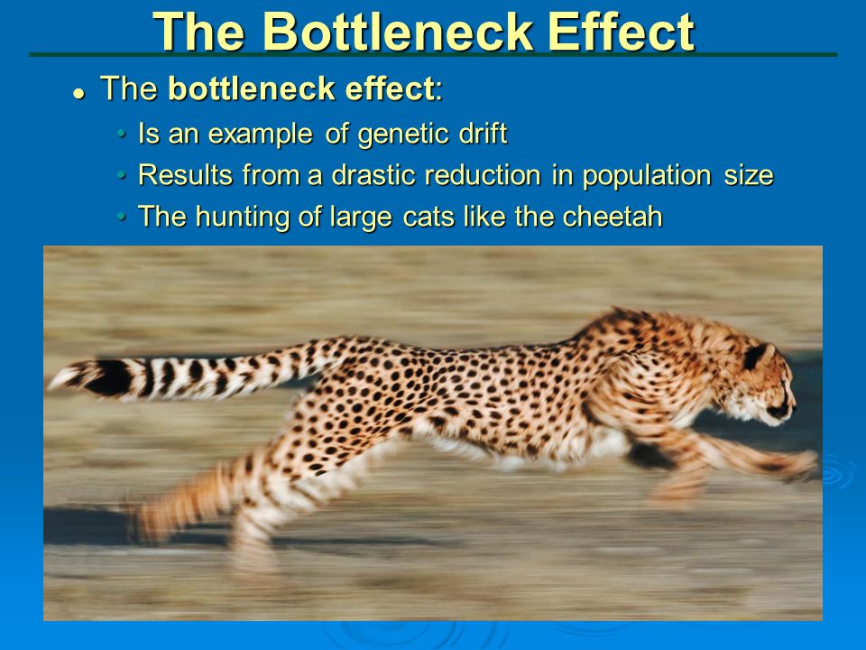 Image result for bottleneck effect example