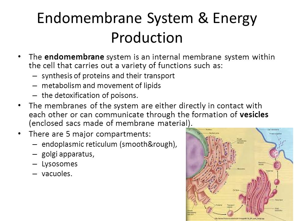the system within