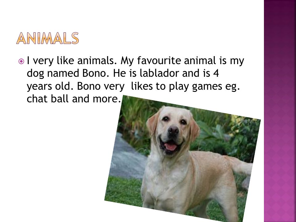  I very like animals. My favourite animal is my dog named Bono.