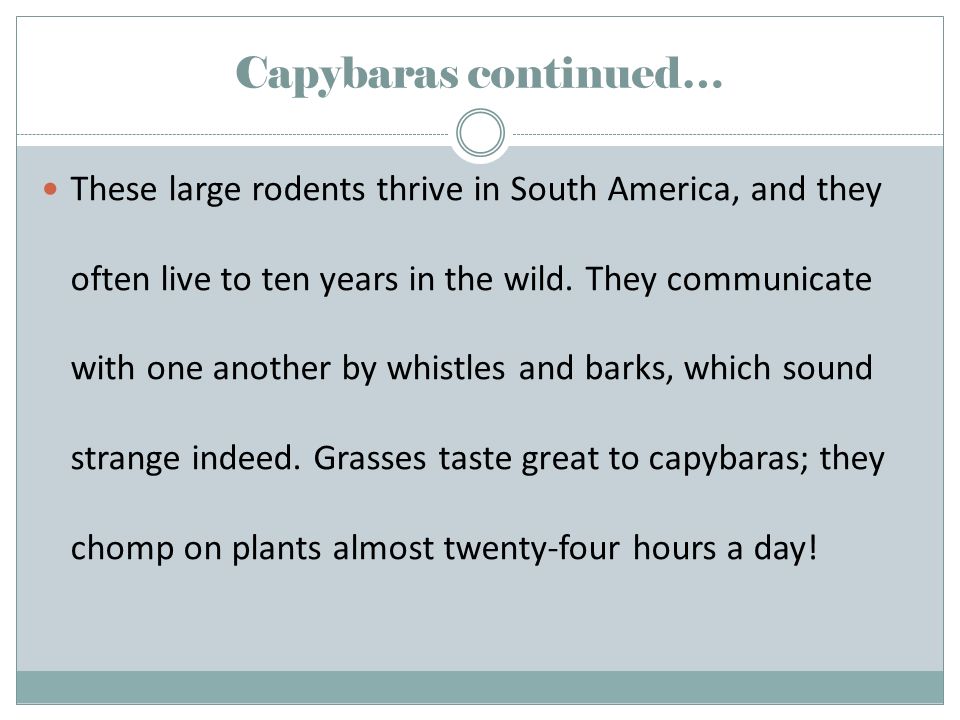 Capybaras continued… These large rodents thrive in South America, and they often live to ten years in the wild.