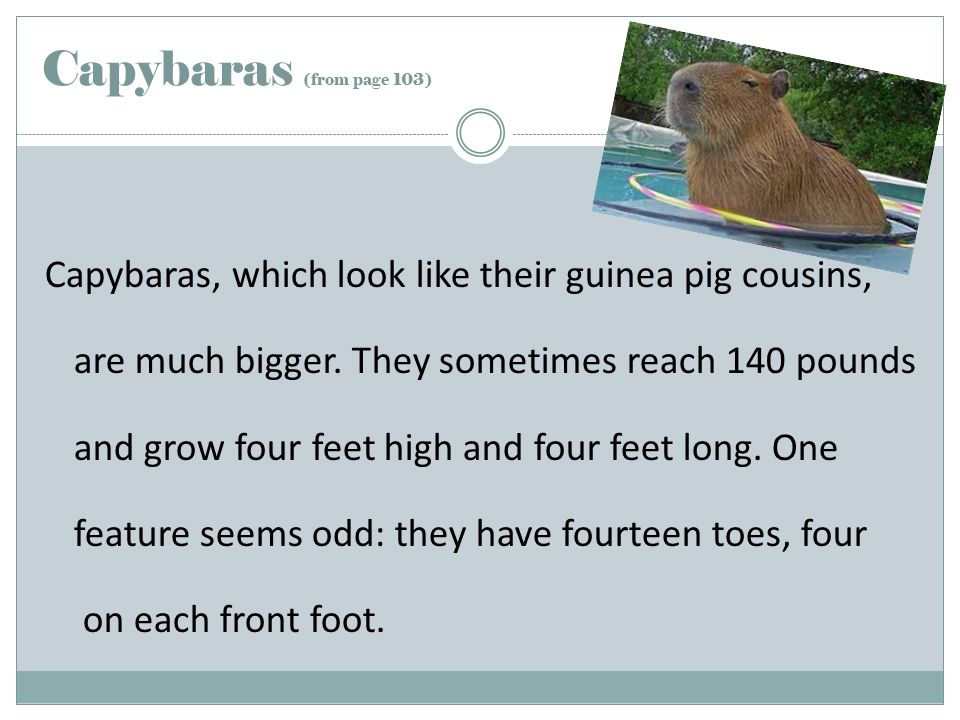 Capybaras (from page 103) Capybaras, which look like their guinea pig cousins, are much bigger.