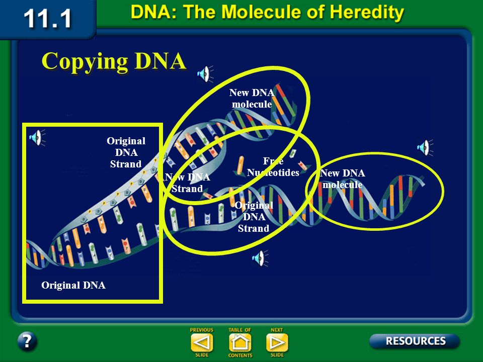 Eoi Practice A Class Designed An Experiment To Test The Effects Of Replication Of Dna 24 Section