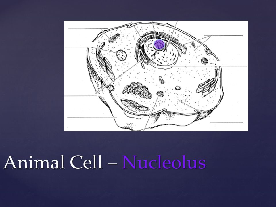 Animal Cell – Nucleolus