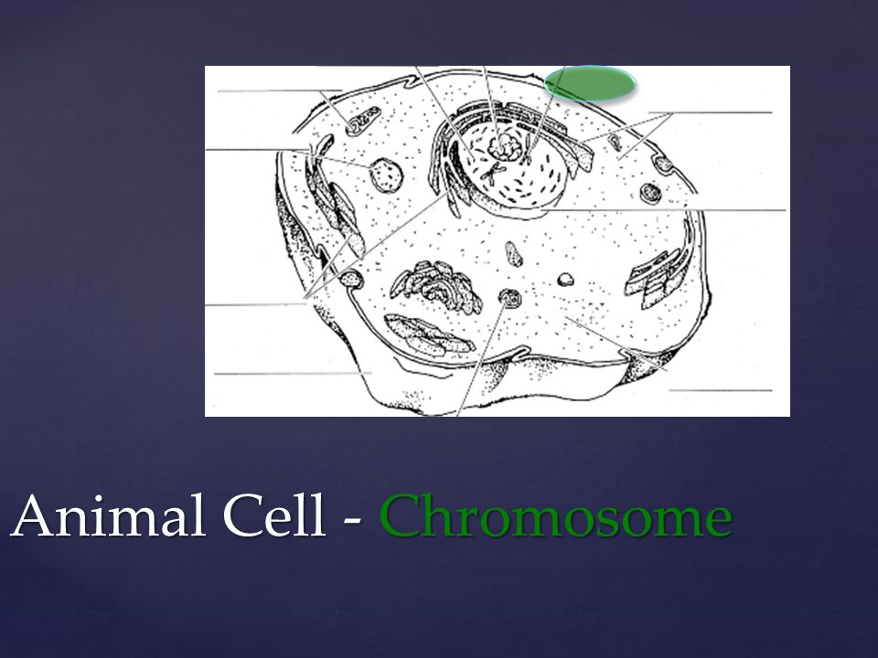 Animal Cell - Chromosome