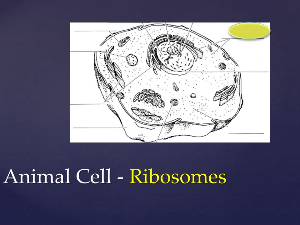Animal Cell - Ribosomes
