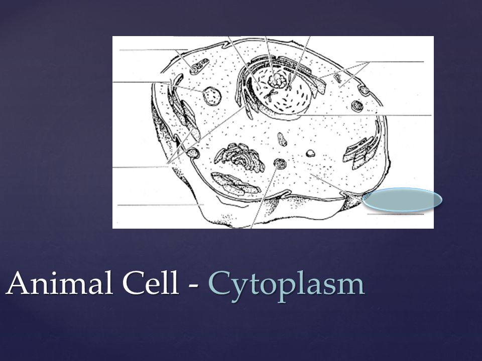 Animal Cell - Cytoplasm