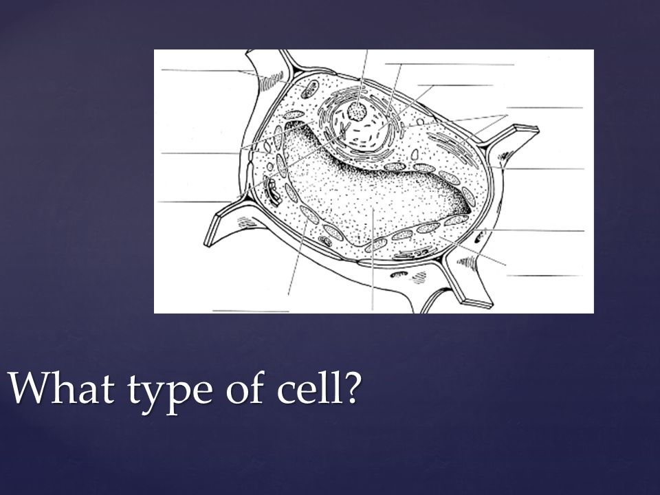 What type of cell
