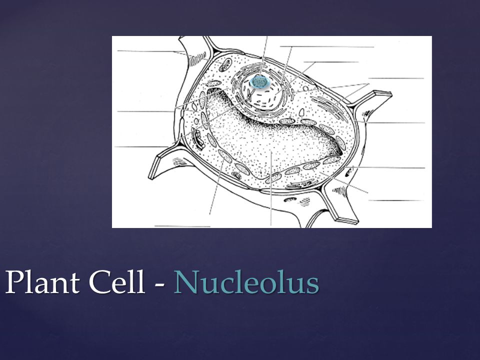Plant Cell - Nucleolus